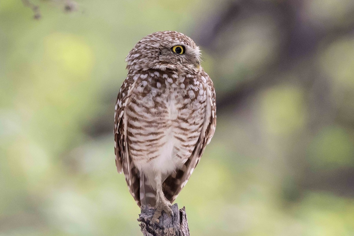 Burrowing Owl - ML618716114