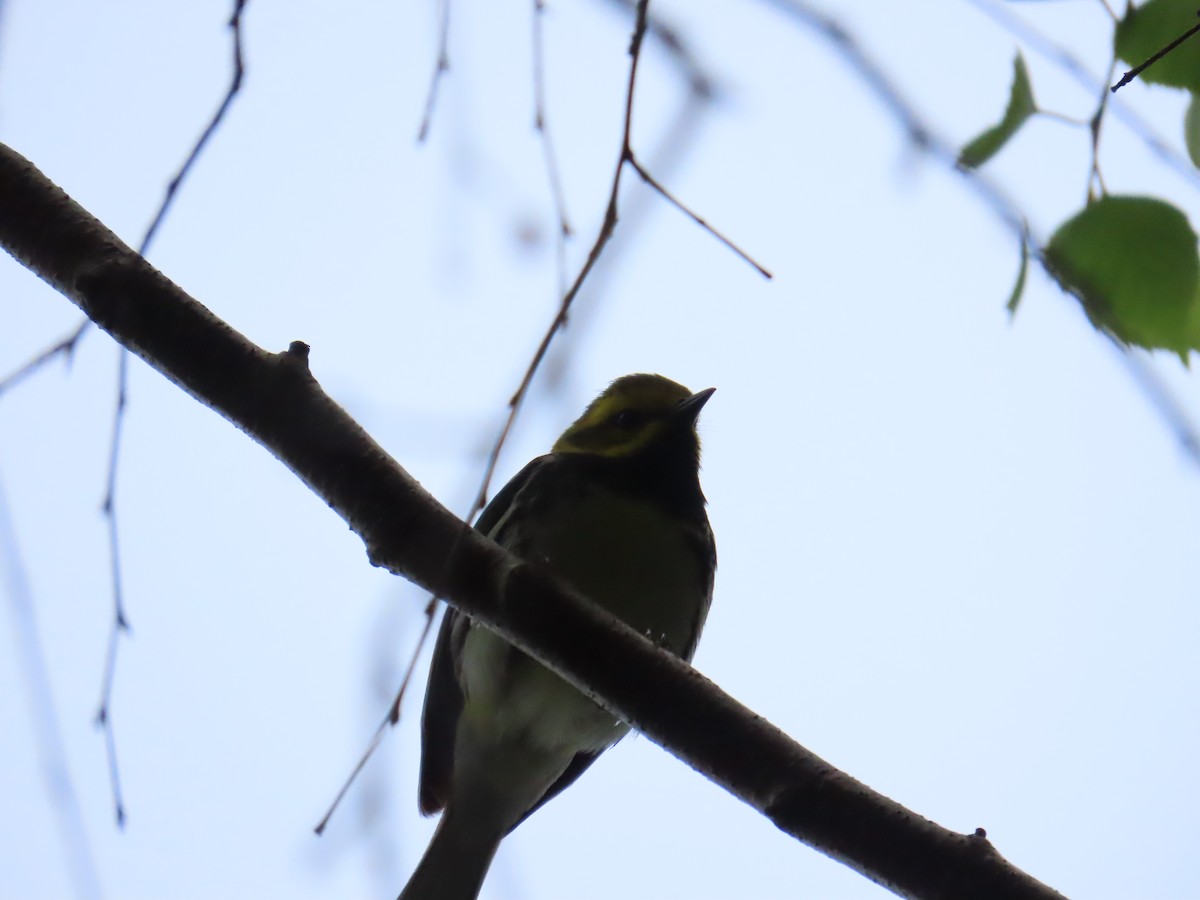 Black-throated Green Warbler - ML618716132