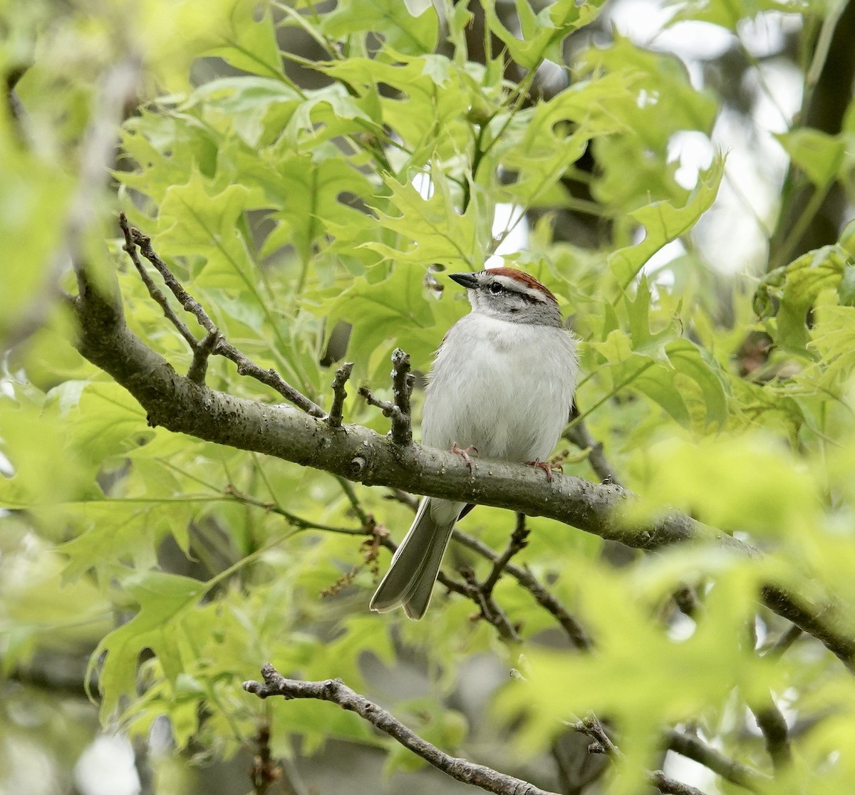 Chipping Sparrow - ML618716138