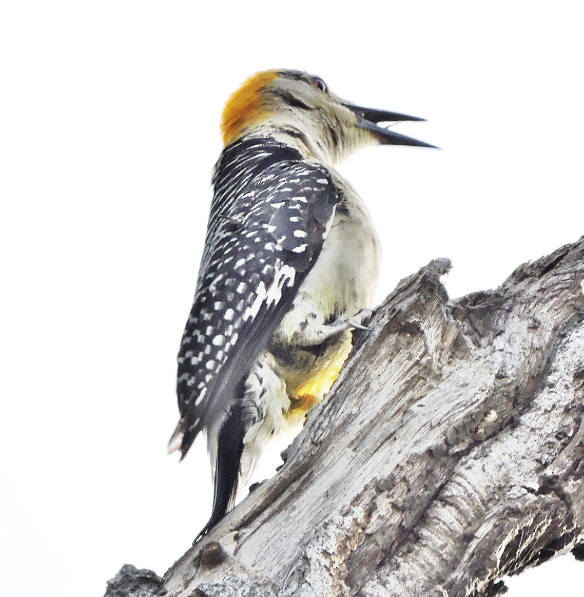 Golden-fronted Woodpecker - ML618716147