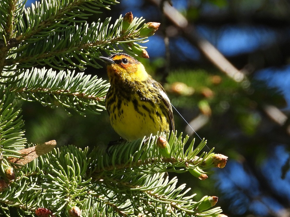 Cape May Warbler - ML618716166