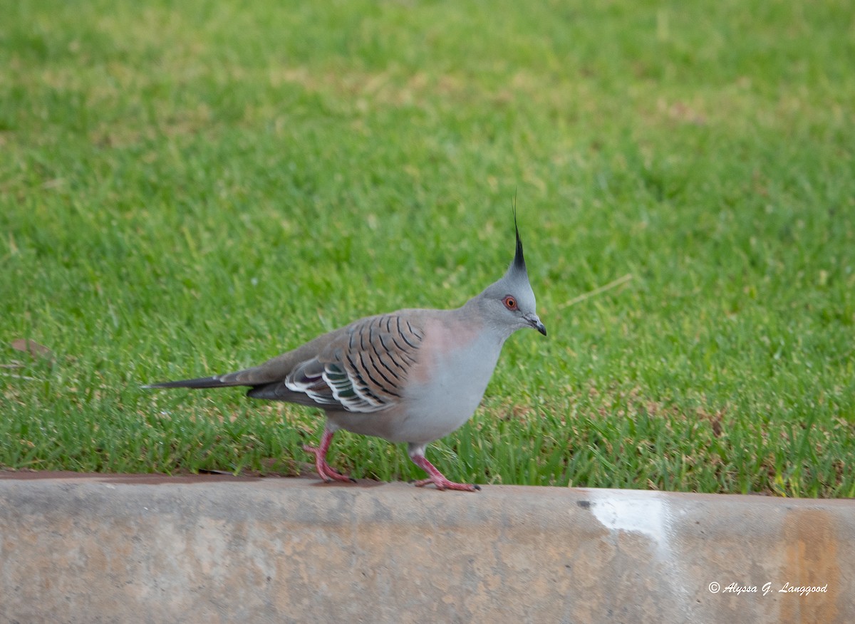 Crested Pigeon - ML618716174