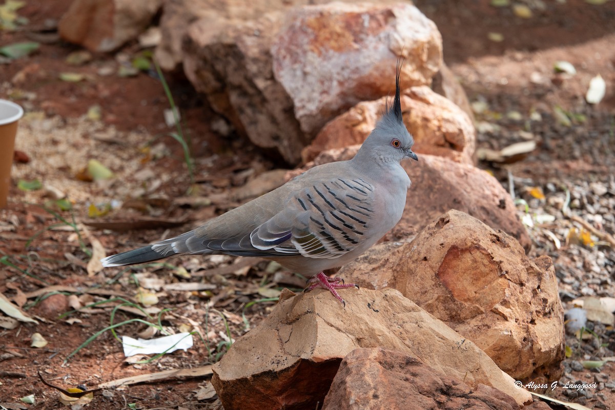 Crested Pigeon - ML618716176