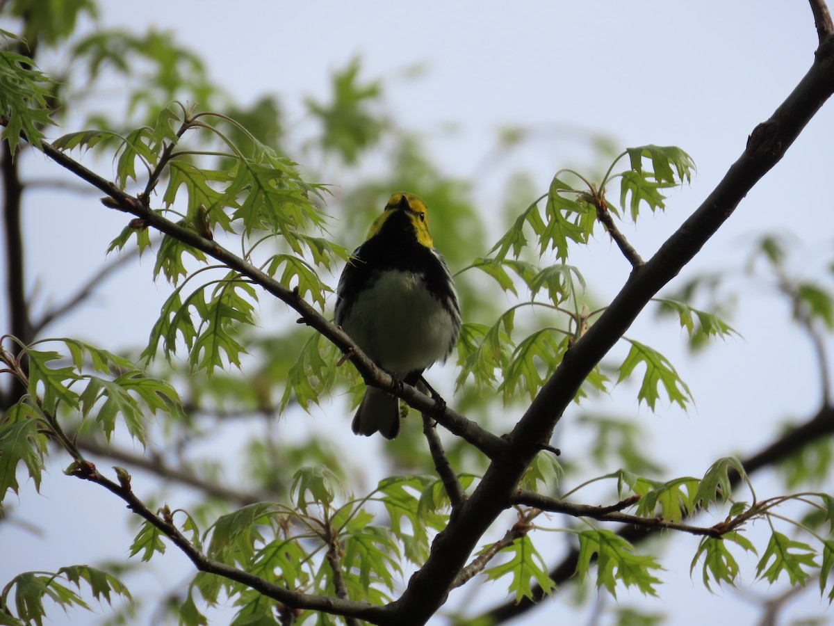Black-throated Green Warbler - ML618716186