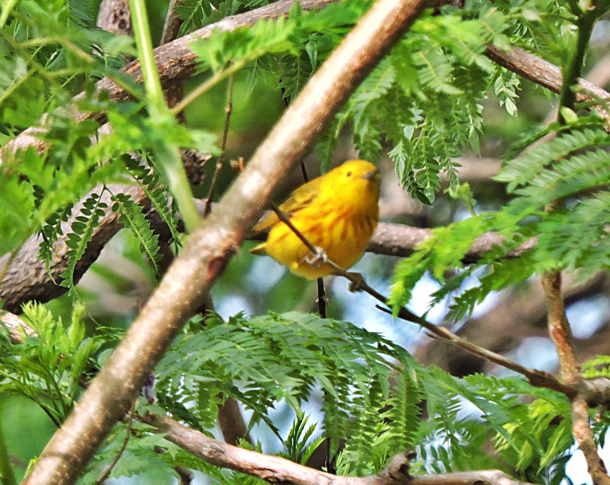 Yellow Warbler - ML618716194