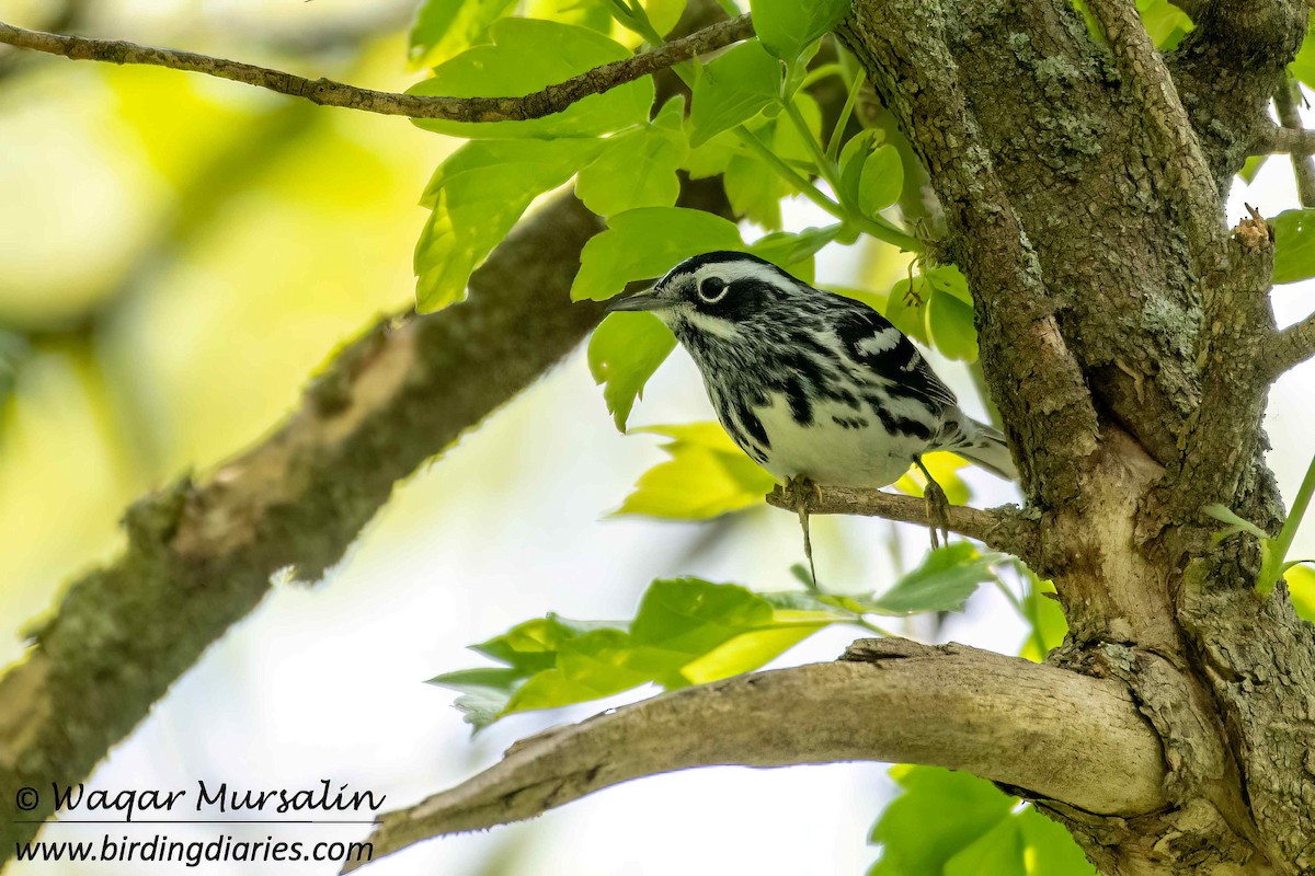 Black-and-white Warbler - ML618716239