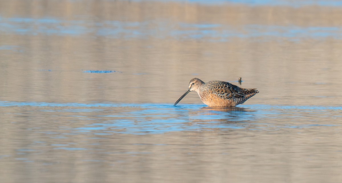 Long-billed Dowitcher - ML618716247