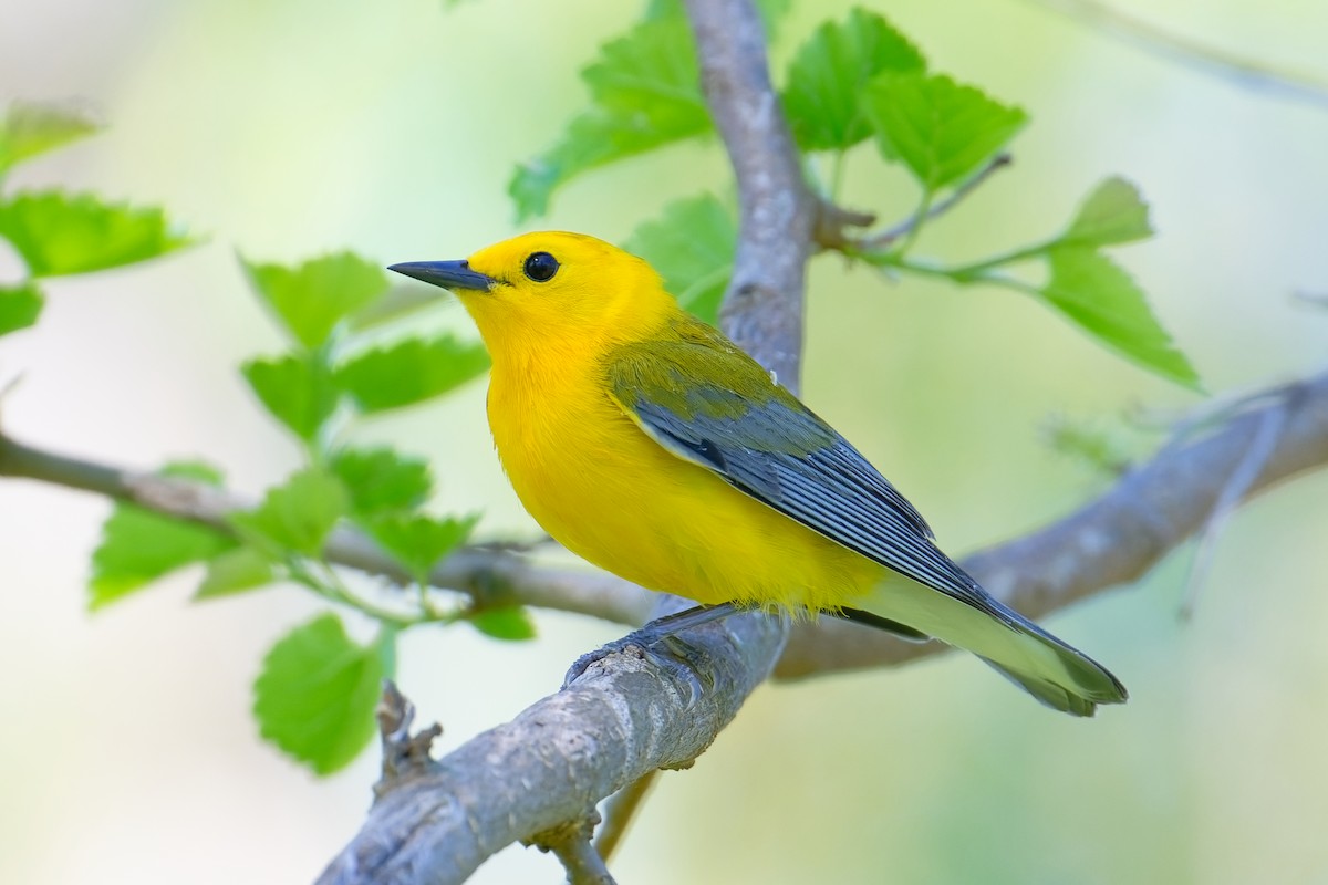 Prothonotary Warbler - ML618716334