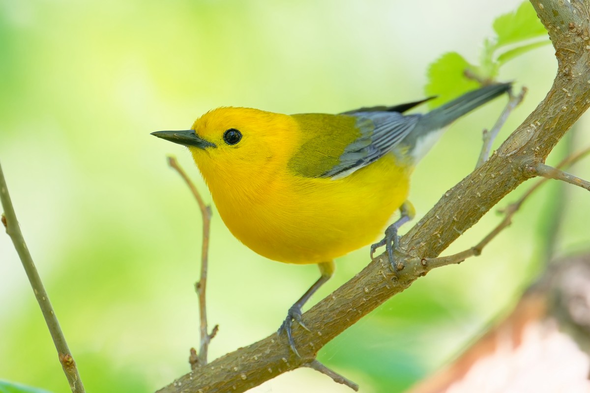 Prothonotary Warbler - ML618716342