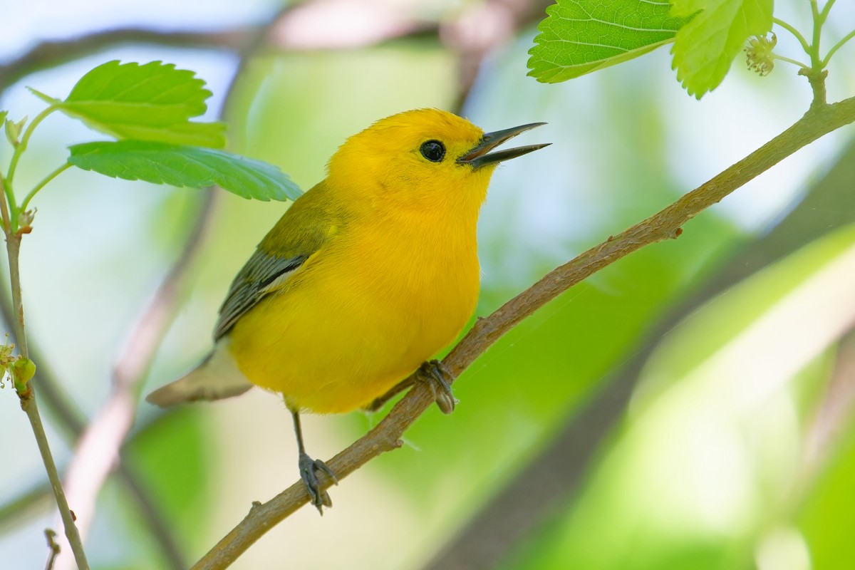 Prothonotary Warbler - ML618716354