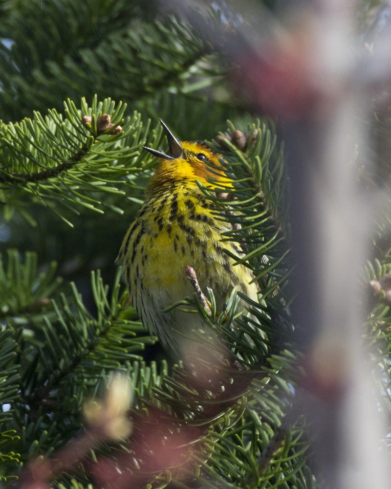 Cape May Warbler - ML618716394