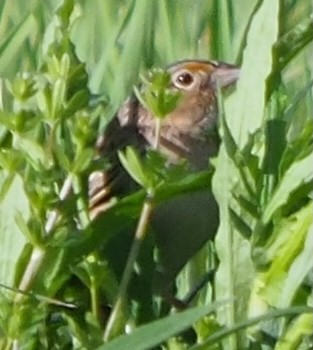 Grasshopper Sparrow - ML618716401