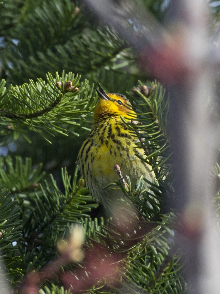 Cape May Warbler - ML618716403