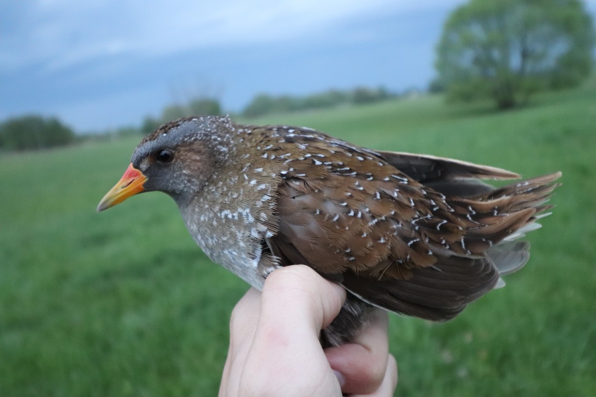 Spotted Crake - ML618716409
