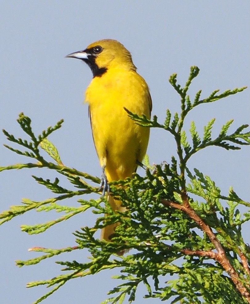 Orchard Oriole - ML618716410