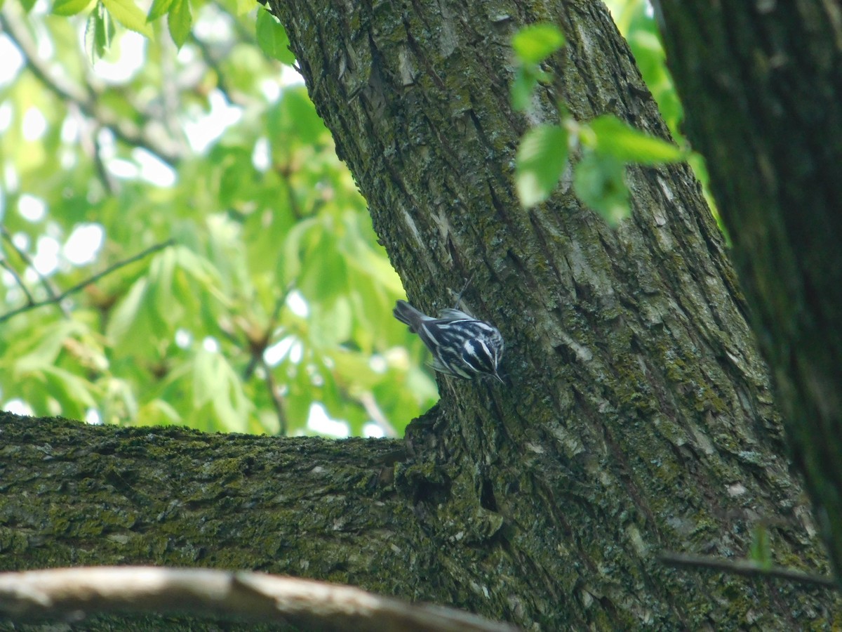 Black-and-white Warbler - ML618716457