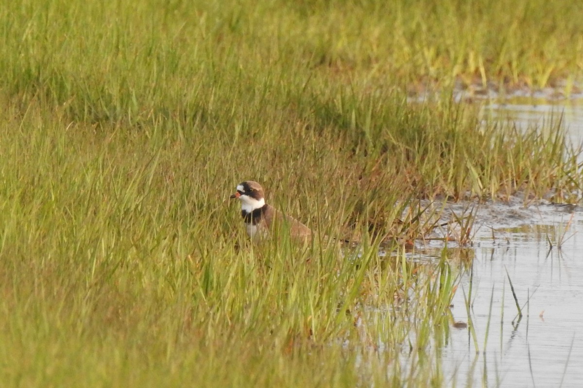 Semipalmated Plover - ML618716582