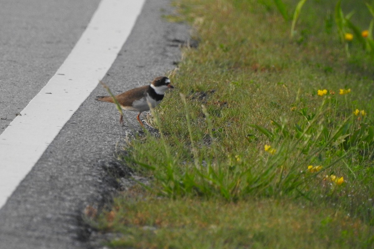 Semipalmated Plover - ML618716583