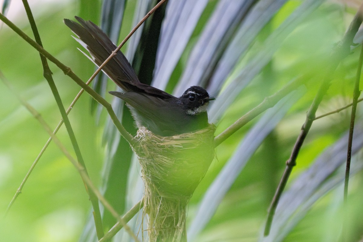 White-throated Fantail - ML618716594
