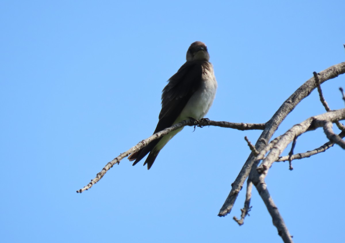 Northern Rough-winged Swallow - ML618716602