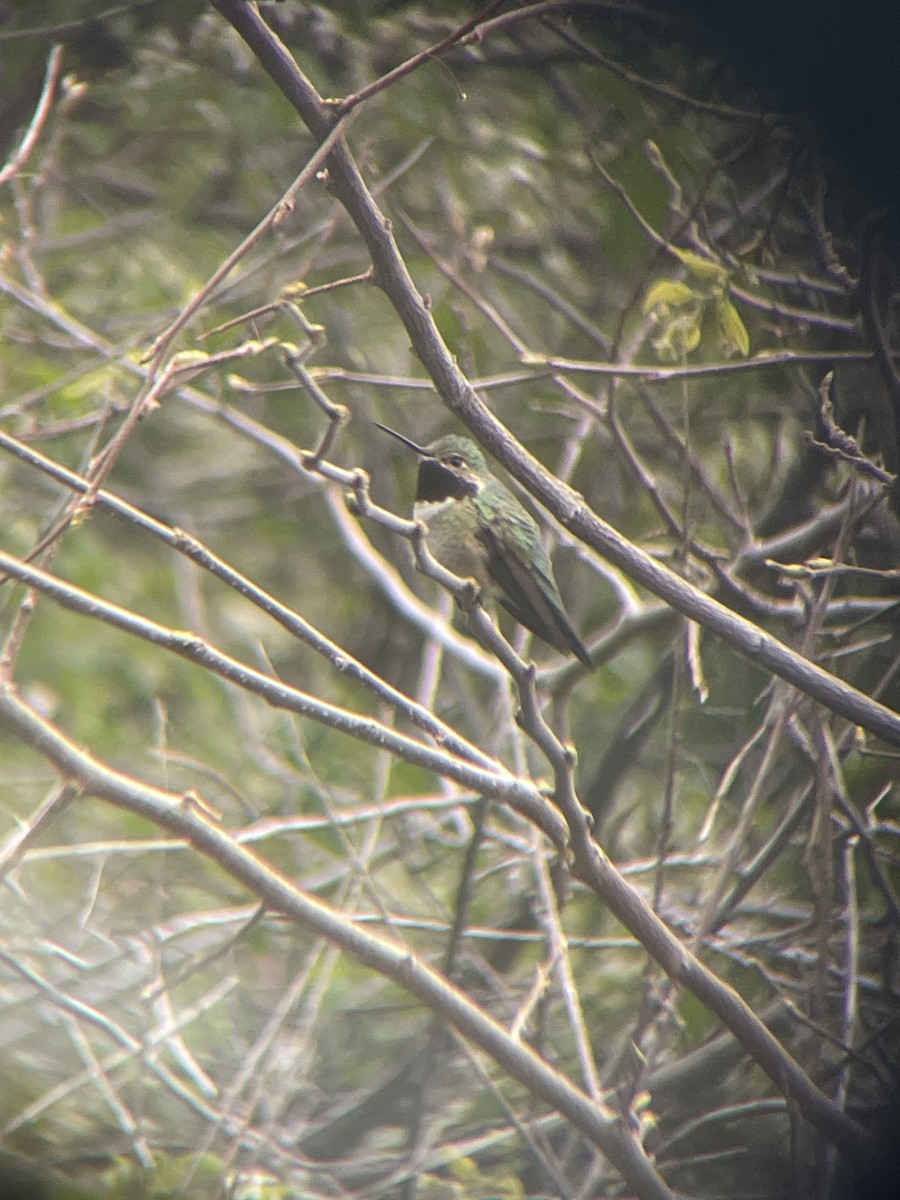 Broad-tailed Hummingbird - ML618716637