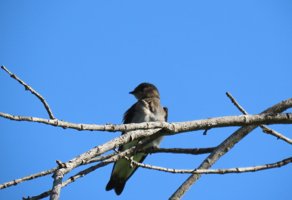 Northern Rough-winged Swallow - ML618716638