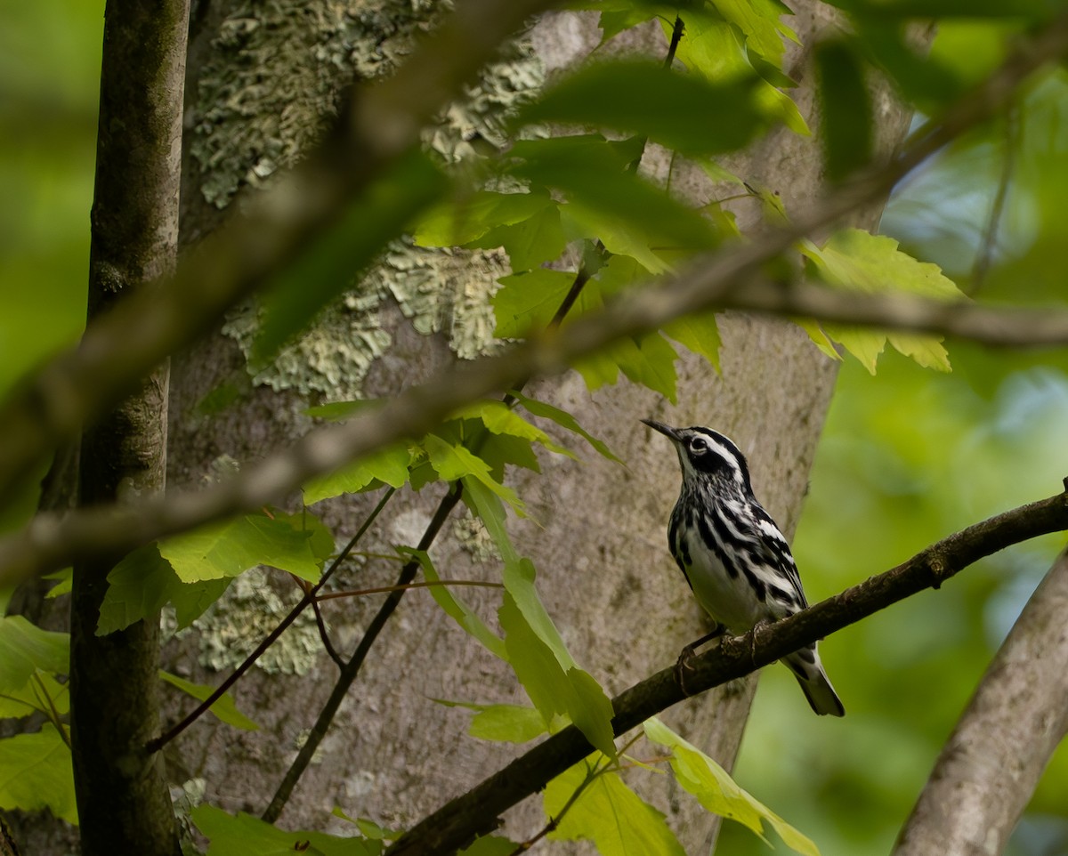 Black-and-white Warbler - ML618716649