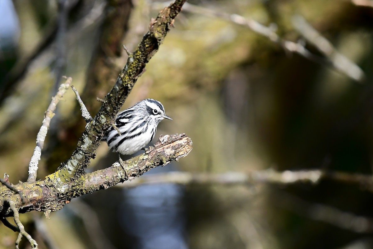 Black-and-white Warbler - ML618716679