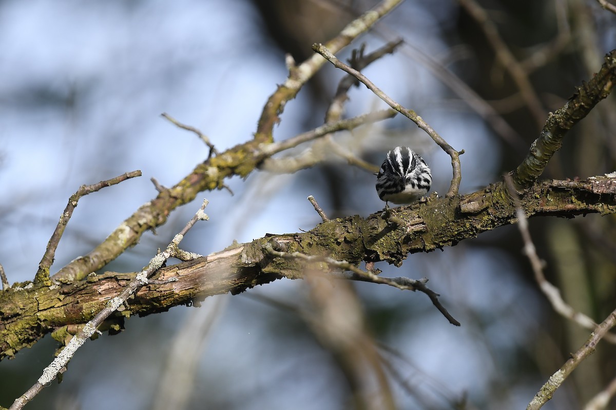 Black-and-white Warbler - ML618716681