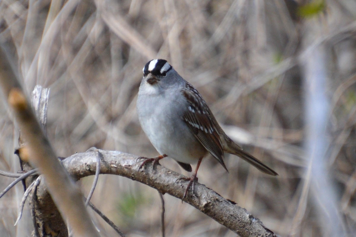 White-crowned Sparrow - ML618716686