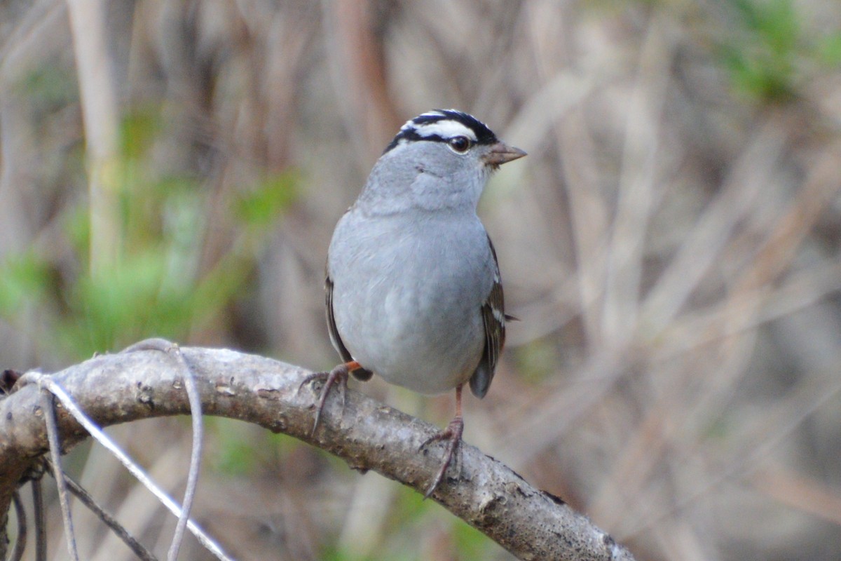 White-crowned Sparrow - ML618716688