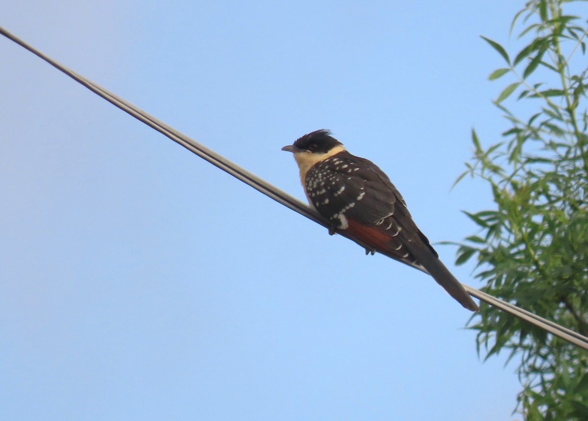 Great Spotted Cuckoo - ML618716706