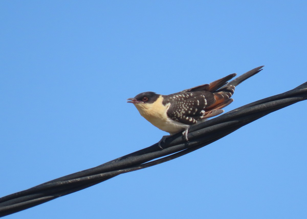 Great Spotted Cuckoo - ML618716707