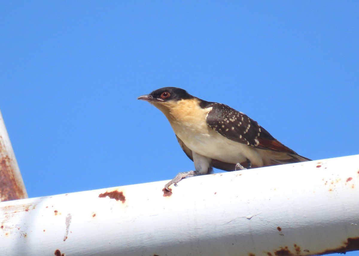 Great Spotted Cuckoo - הלל נחמן