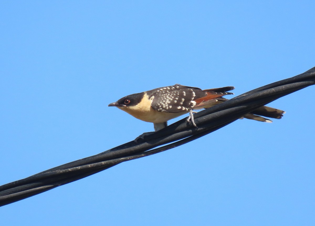 Great Spotted Cuckoo - הלל נחמן