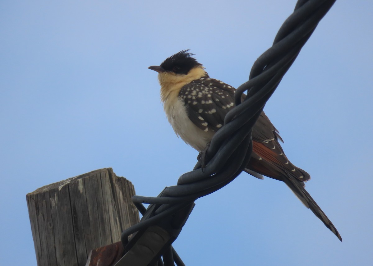 Great Spotted Cuckoo - ML618716710