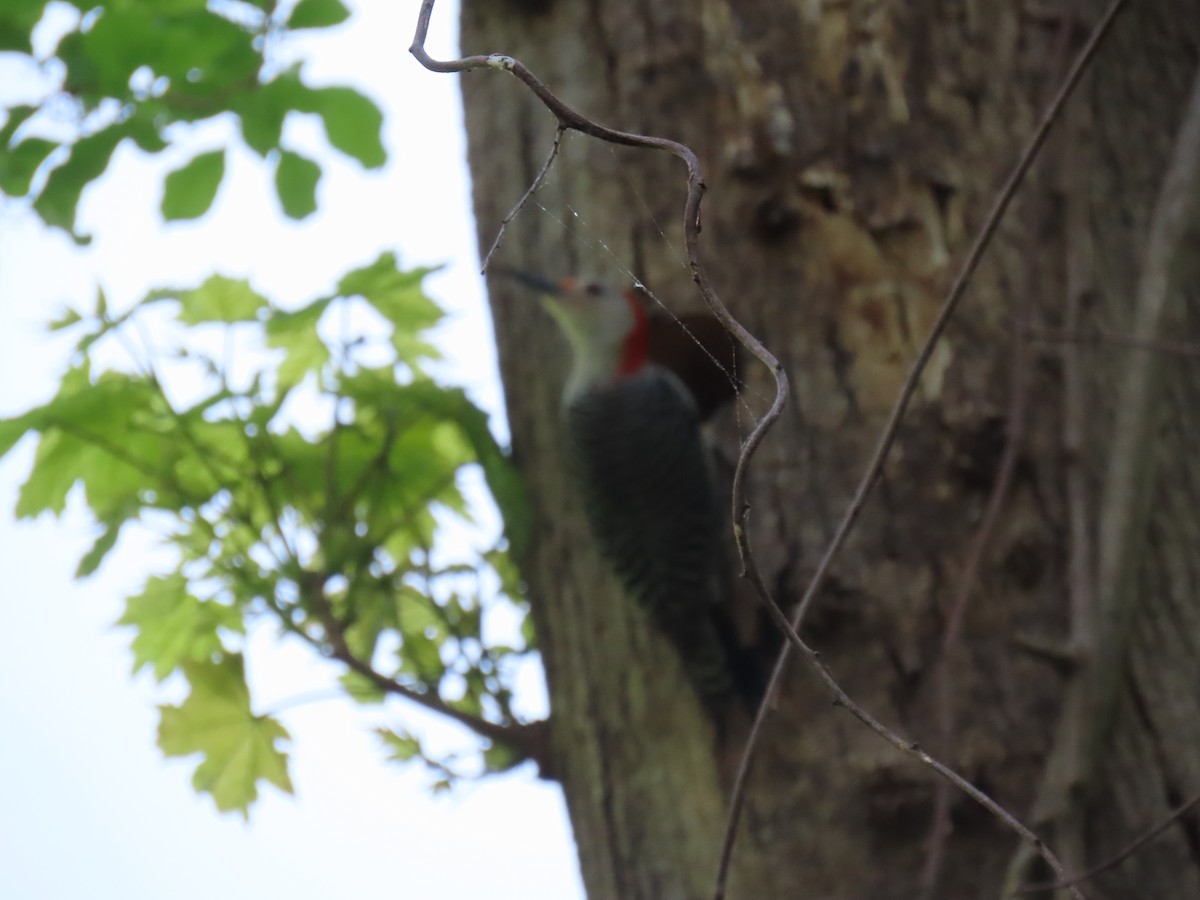 Red-bellied Woodpecker - ML618716724