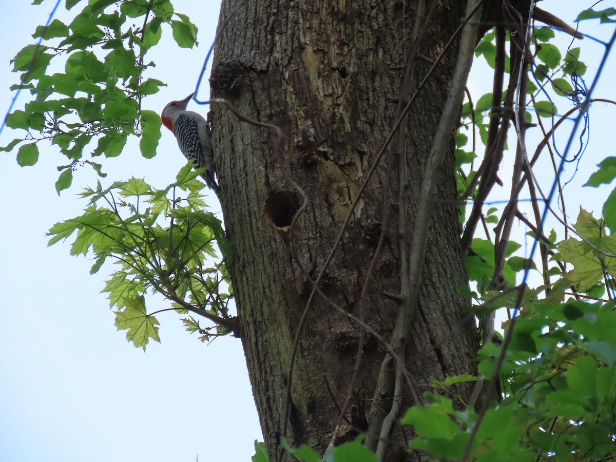 Red-bellied Woodpecker - ML618716741