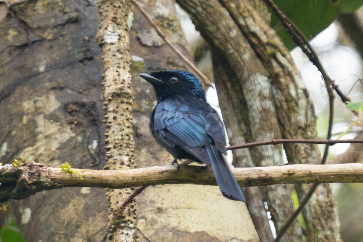 Lesser Racket-tailed Drongo - ML618716765
