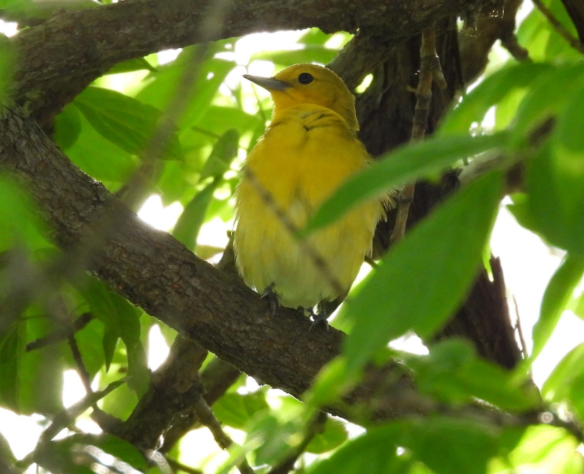 Prothonotary Warbler - ML618716788