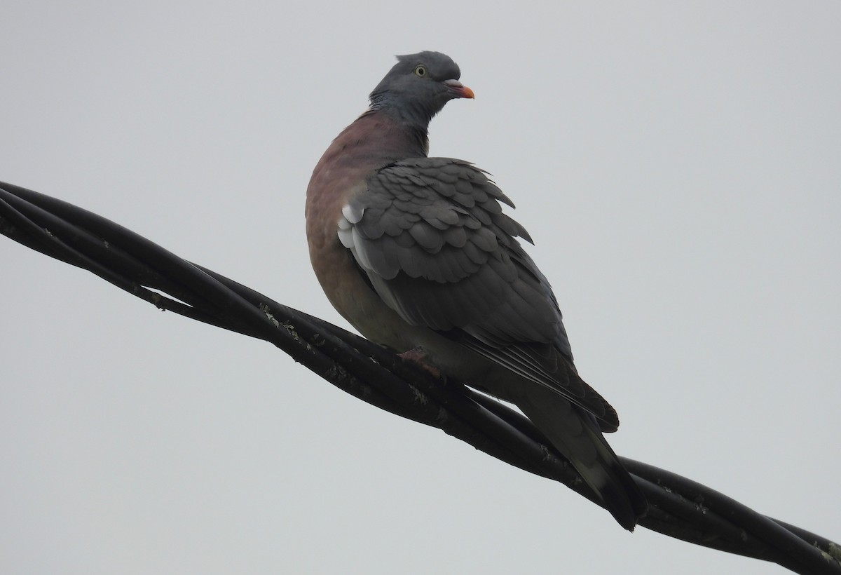 Common Wood-Pigeon - ML618716790