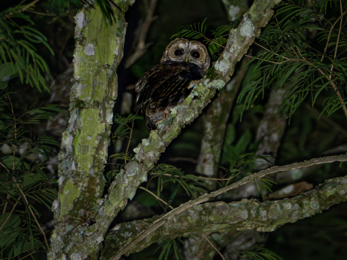 Rusty-barred Owl - ML618716802
