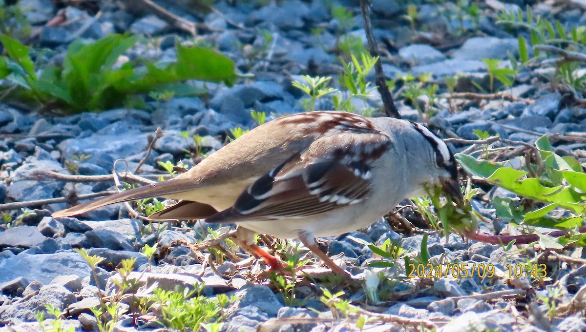 White-crowned Sparrow - ML618716826