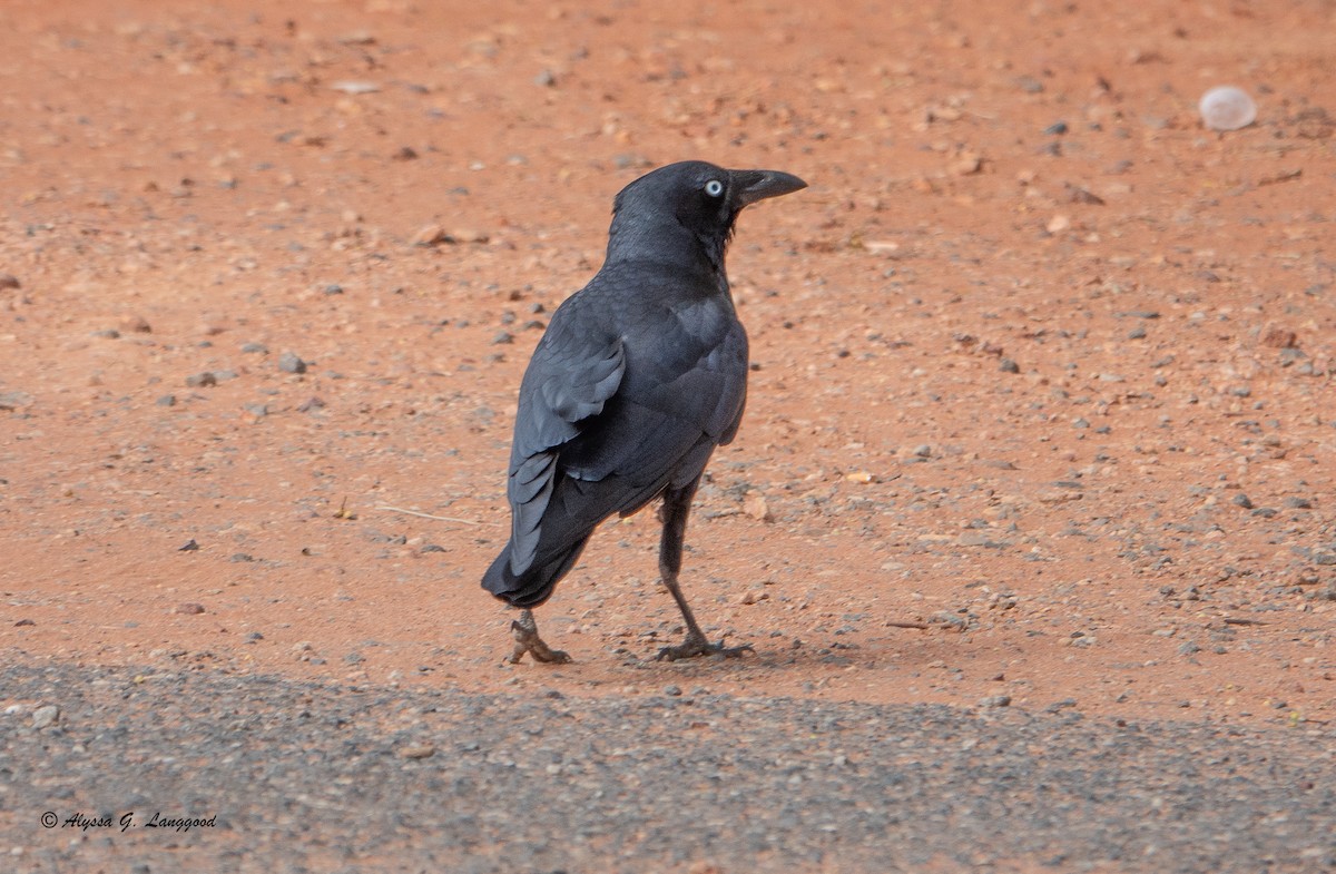 Australian Raven - ML618716833