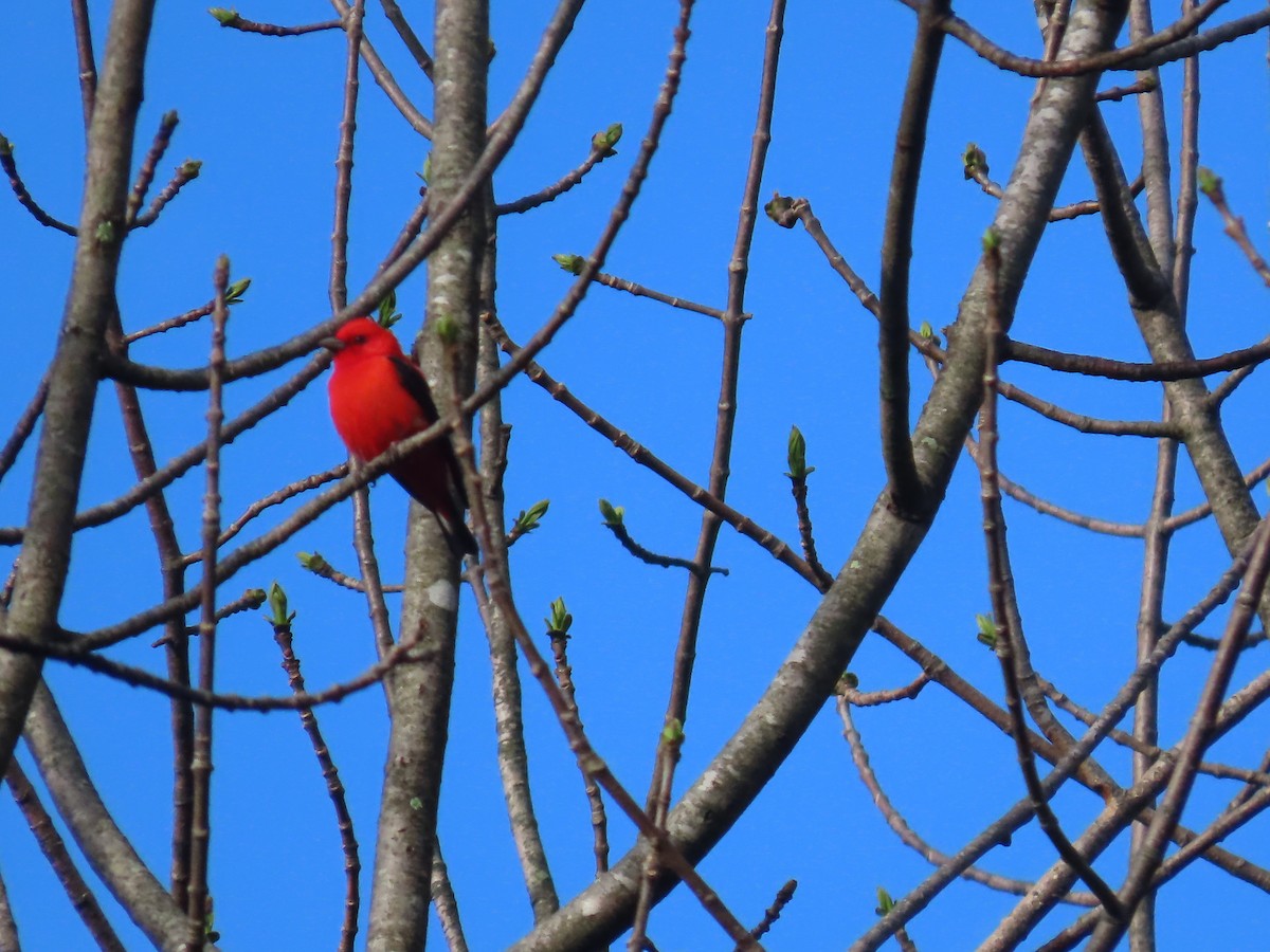 Scarlet Tanager - ML618716839