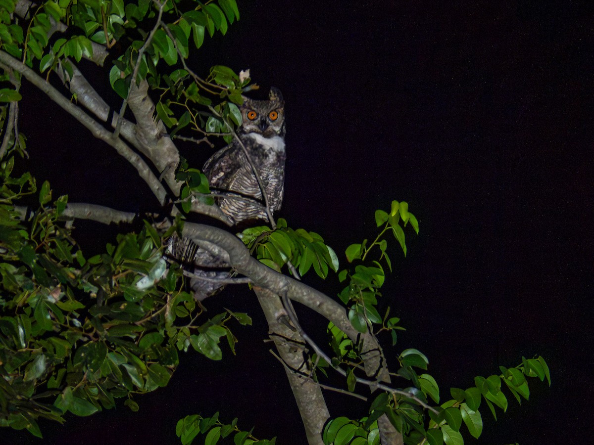 Great Horned Owl - ML618716861