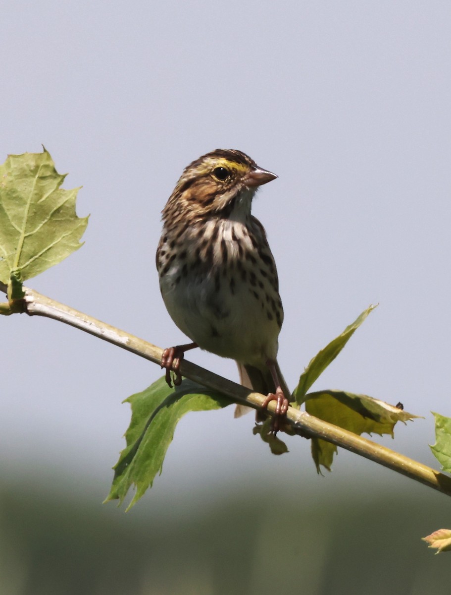 Savannah Sparrow (Savannah) - Jim Stasz