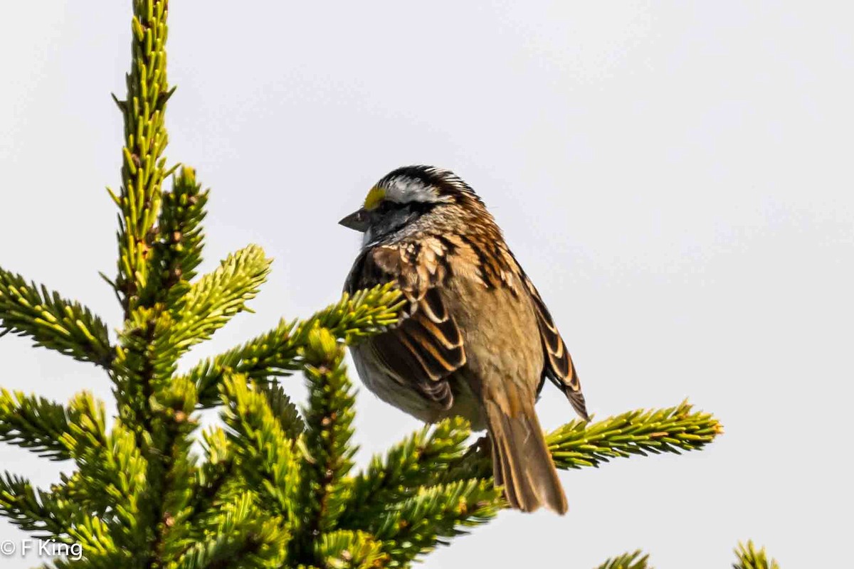 White-throated Sparrow - ML618716927