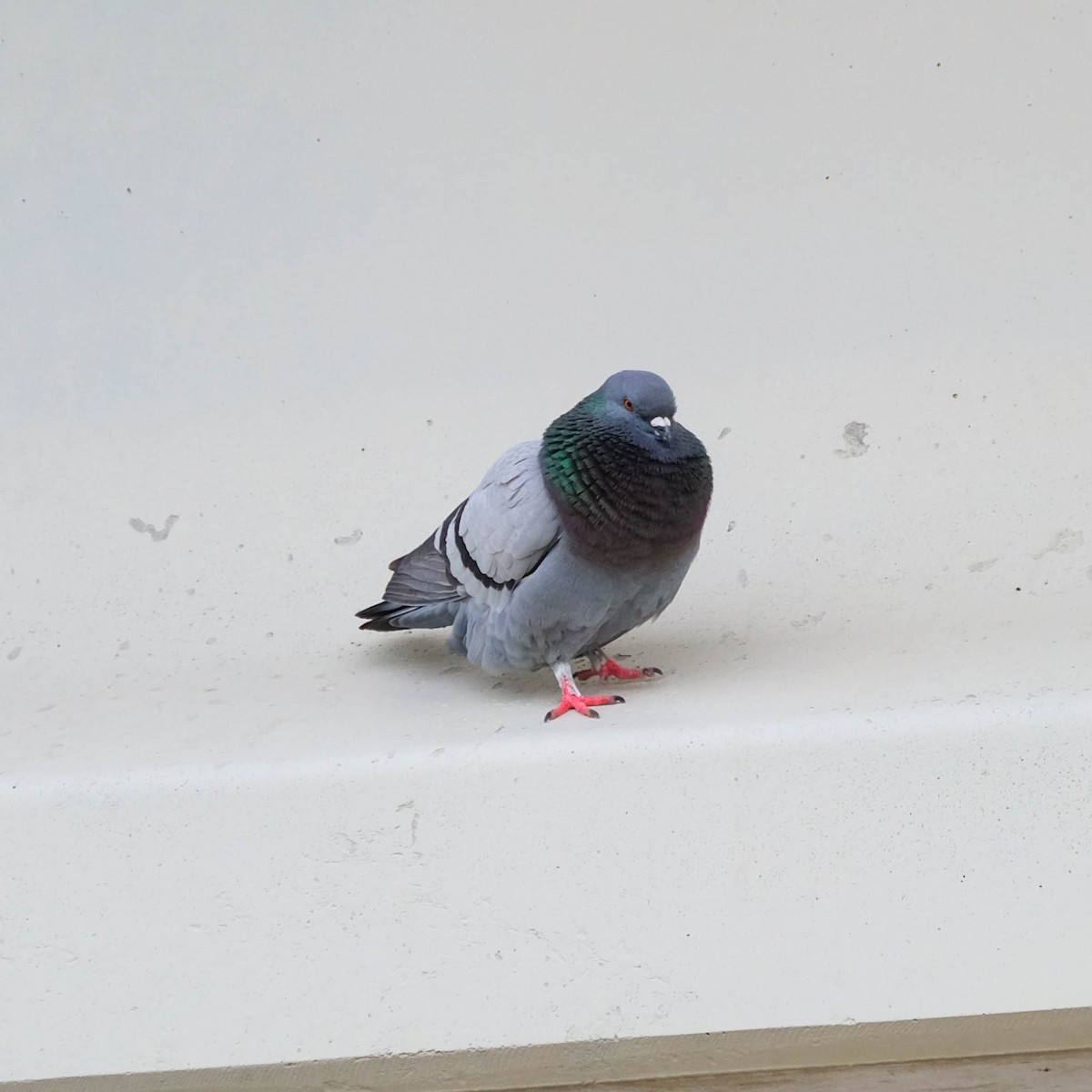 Rock Pigeon (Feral Pigeon) - ML618716935