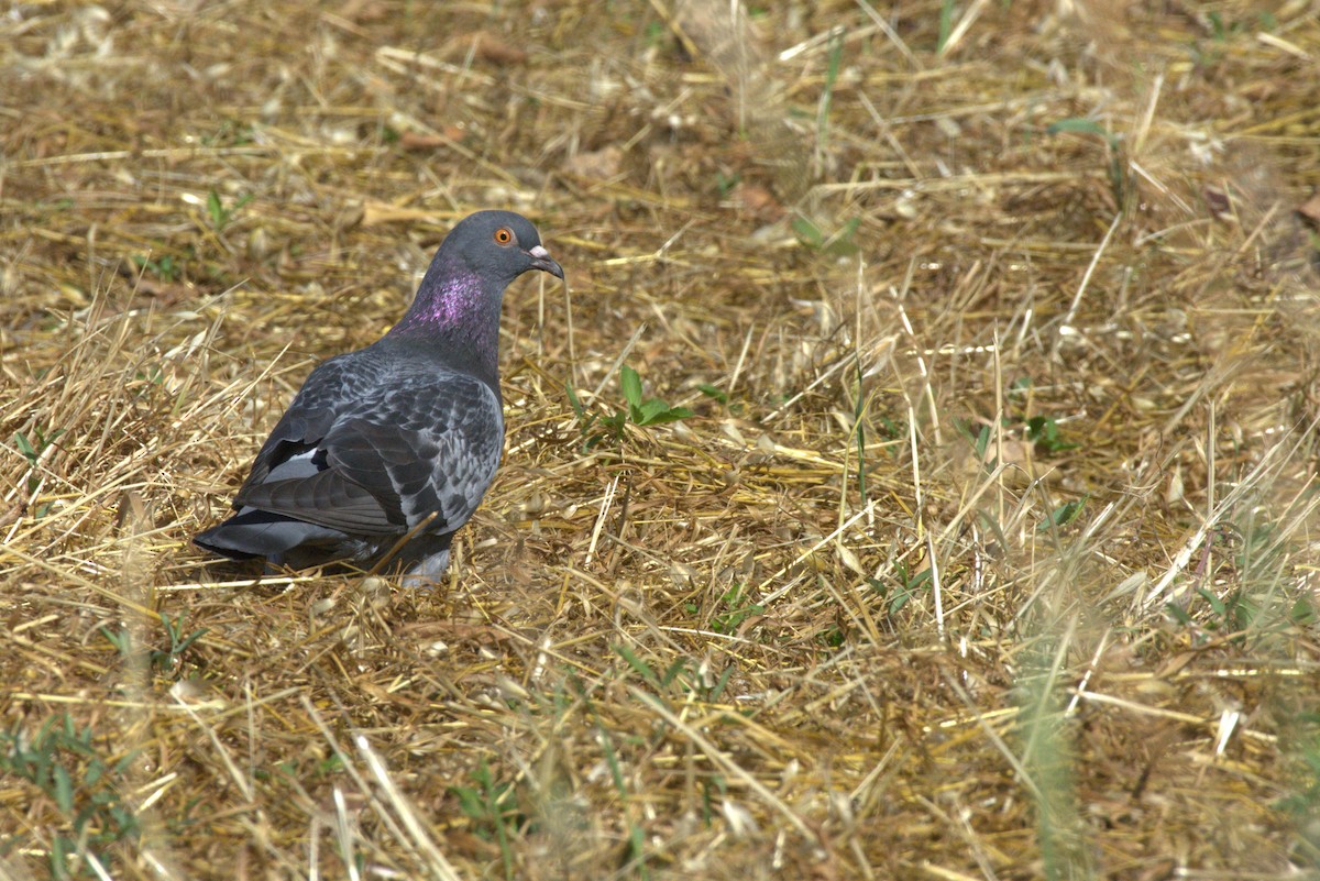 Pigeon biset (forme domestique) - ML618716938